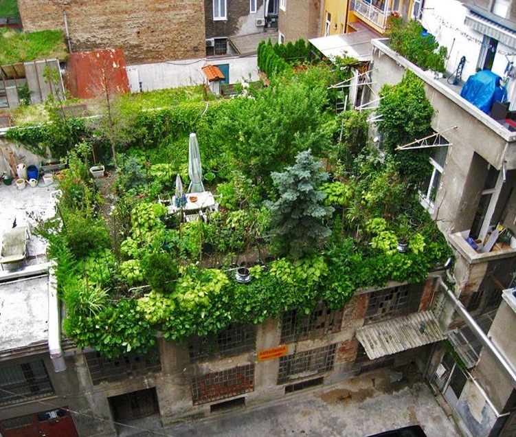 Jorg Breuning Roof Forest